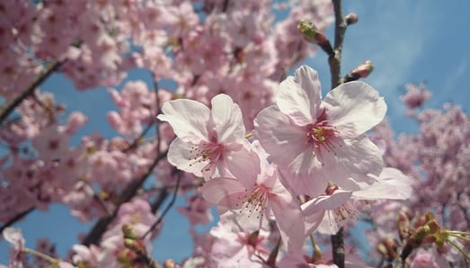 桜の写真