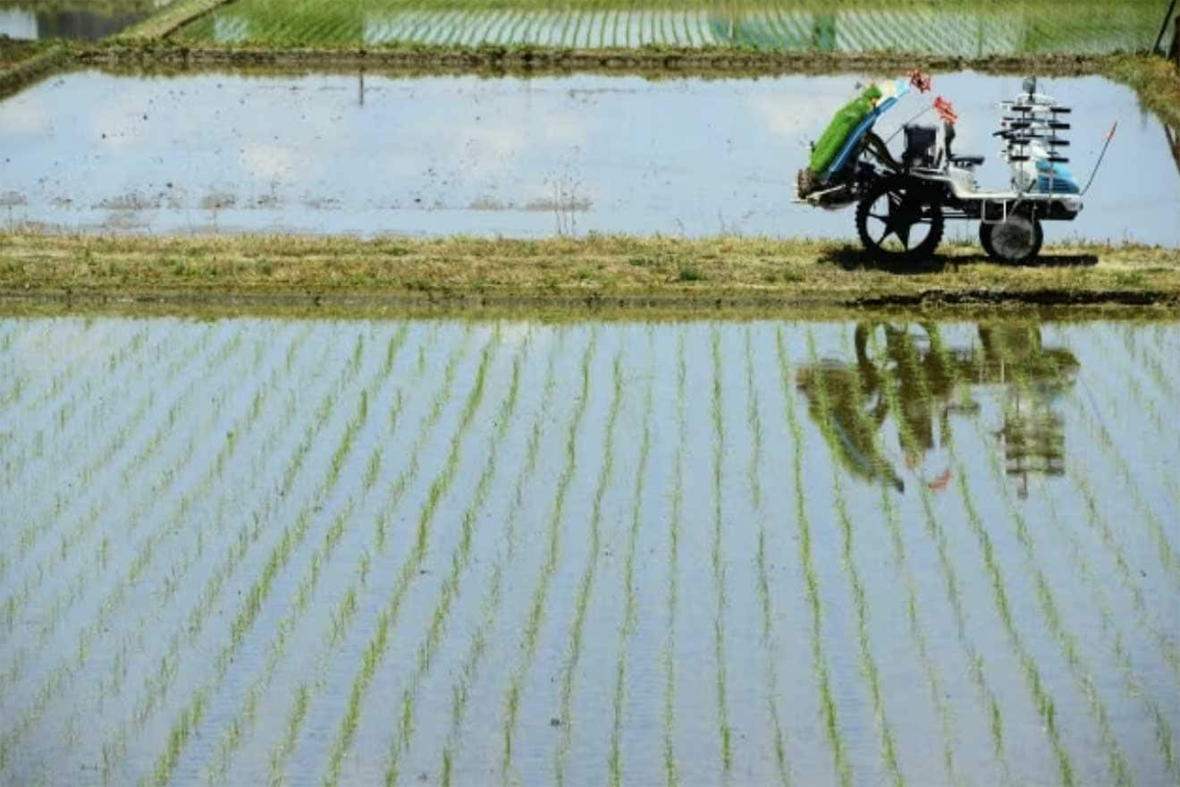 農業所得を得た場合は?白色申告と青色申告での確定申告について