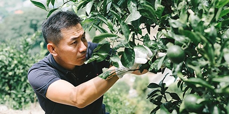 農業生産法人 株式会社ミヤモトオレンジガーデン様